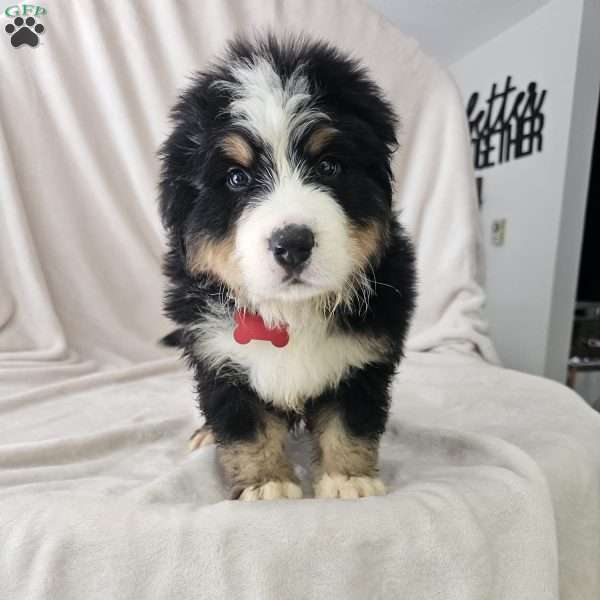 Oscar, Bernese Mountain Dog Puppy